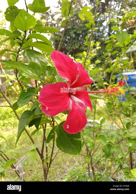 flowers that are similar to gumamela